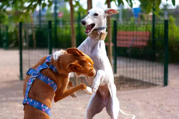Bahçede Tazı ve Podenco oynuyor