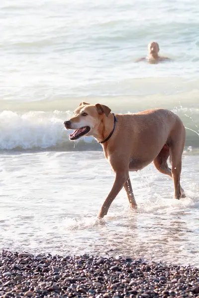 Şafakta sahilde yürüyen rahat bir köpek.