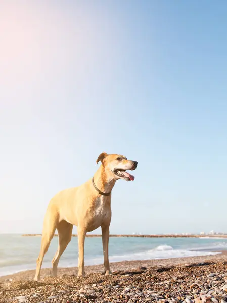 Kumsalda oynayan esmer köpek.
