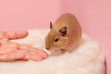 Degu bir kızın eline tırmanmak üzere.