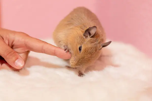 Degu bakıcısının parmağını ısırıyor.