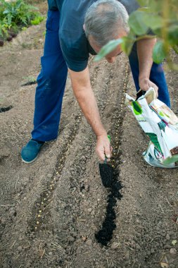 Çiftçi, şehir bahçesindeki domates çiftliğine doğal bir katman ekliyor. Organik yiyecekler. İlaçsız sebzeler