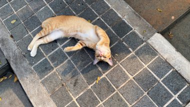 Endonezya 'da başıboş vahşi kedi. Beyaz ve turuncu zencefil renkli kürklü hayvan. Kucaklama Oren bermain di lantai.