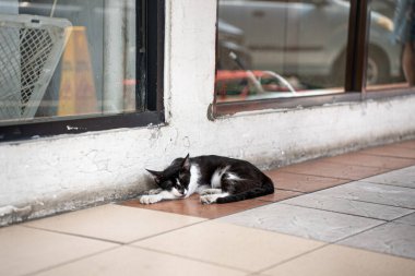 Endonezya 'da başıboş vahşi kedi. Beyaz ve turuncu zencefil renkli kürklü hayvan. Kucaklama hitam tidurdi lantai.