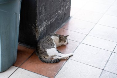 Endonezya 'da başıboş vahşi kedi. Beyaz ve turuncu zencefil renkli kürklü hayvan. Kucaklama hitam tidurdi lantai.