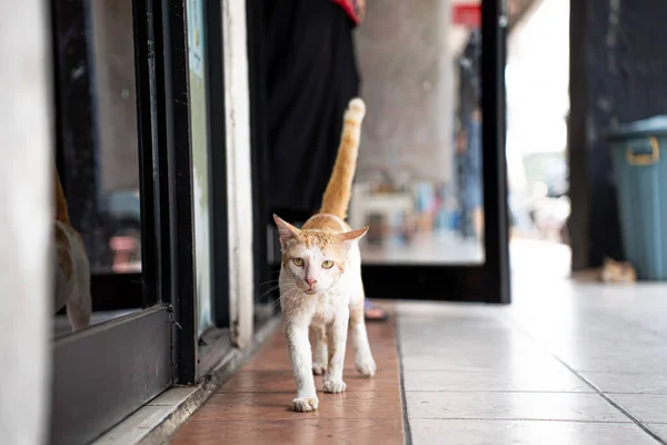 Endonezya 'da başıboş vahşi kedi. Beyaz ve turuncu zencefil renkli kürklü hayvan. Kucing oren berjalan.