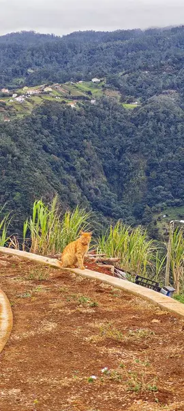 Ormandaki bir kedinin dikey görüntüsü.