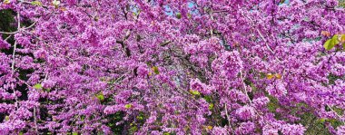 Kiraz ağacının pembe çiçekleri