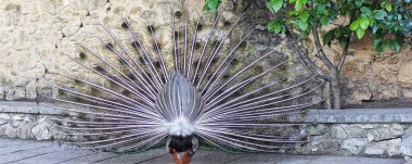 Tavus kuşu zarafeti: Görkemli Plumage Açılışı