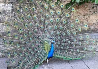 Tavus kuşu zarafeti: Görkemli Plumage Açılışı