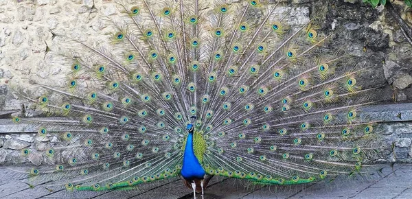 Tavus kuşu zarafeti: Görkemli Plumage Açılışı