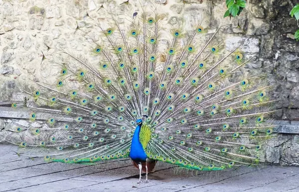 Tavus kuşu zarafeti: Görkemli Plumage Açılışı