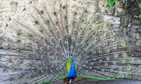 Tavus kuşu zarafeti: Görkemli Plumage Açılışı