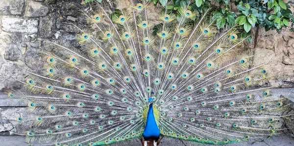 Tavus kuşu zarafeti: Görkemli Plumage Açılışı