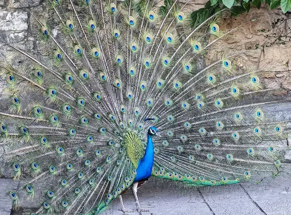 Tavus kuşu zarafeti: Görkemli Plumage Açılışı