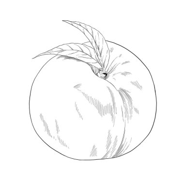 Şeftali meyveli el çizimi