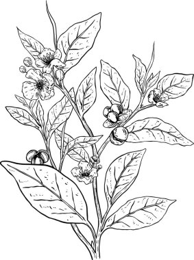 Çay bitkisi botanik dekoratif çizim çizimi