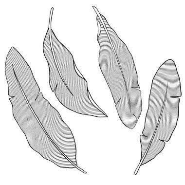 Muz, botanik çizimi bırakır