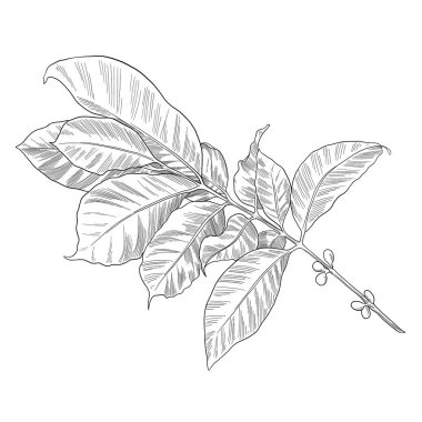 Kahve, botanik çizimi bırakır.