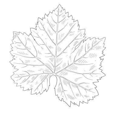 Üzüm üzümü botanik çizimi bırakın