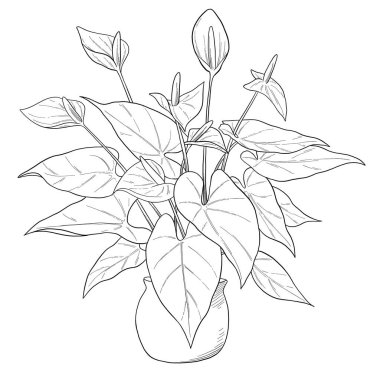 Esrarlı botanik illüstrasyonunda şarbonlu çiçek