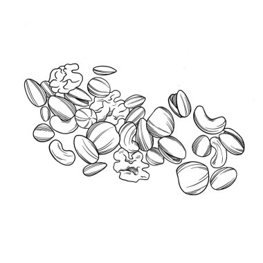 Fındık botanik çizim eli