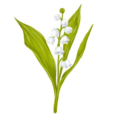 Campanula belflower dijital resim çizimi