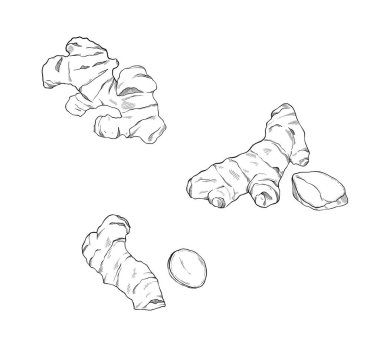 Ginger botanik çizimi