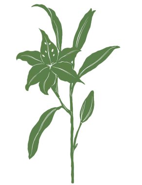 Beyaz zambak çiçeği çizimi