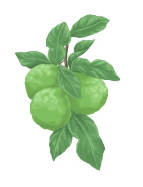 Bergamot meyve resmi botanik illüstrasyon