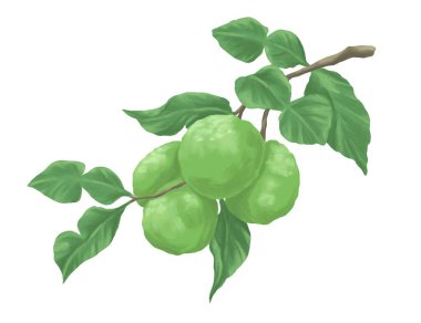 Bergamot meyve resmi botanik illüstrasyon