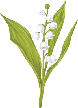 Beyaz arkaplanda izole edilmiş beyaz çan çiçekleri