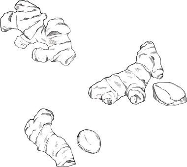 Zencefil çiziminin vektör çizimi. el çizimi kızıl