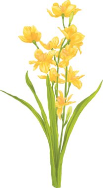 Çiçeklerin nergis boyama vektör çizimi