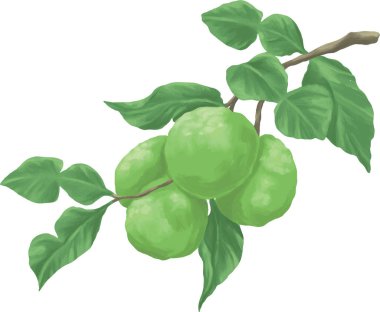 Yapraklı yeşil bergamot meyvesi. Botanik boyama vektörü çizimi.