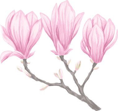 Manolya ağacı çiçekleri. El çizimi suluboya çizimi. Tasarım, logo, etiket, etiket, poster için beyaz arkaplanda izole edilmiş.