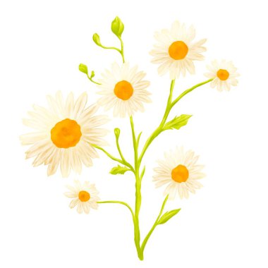 Papatya çiçeği botanik çizimi