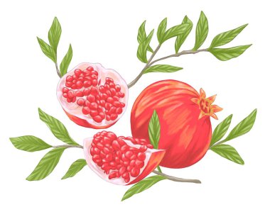 Yapraklı nar meyvesi botanik resim çizimi