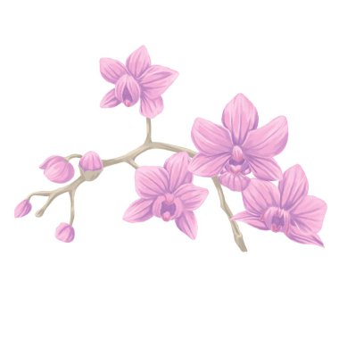 orkide dalı botanik çizimi