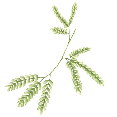 Mimosa bitkinin bitkisel illüstrasyonunu bırakıyor