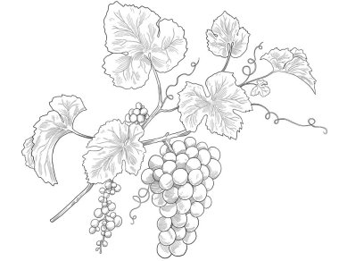 Üzüm üzümlü el çizimi