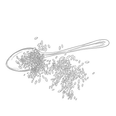 Kaşık tohumu, el çizimi.