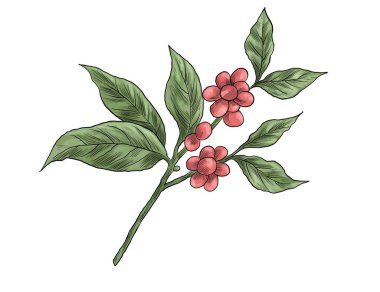 Kahve bitkisi dalının dijital resmi