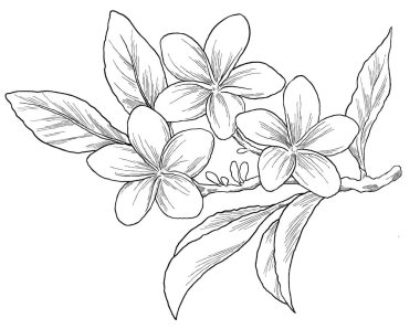 Narin el yapımı frangipani çiçeği çizimi, tropikal veya spa esanslı tasarımlar için mükemmel, ve yaz markalaşması