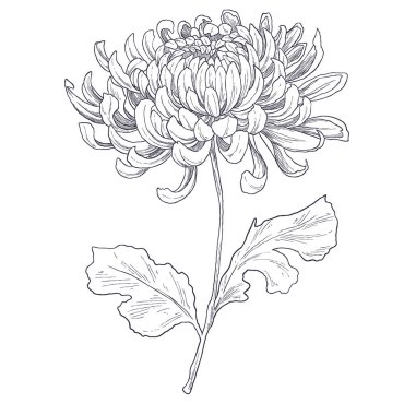 Detaylı elle çizilmiş kasımpatı çiçeği çizimi mevsimlik tasarımlar, çiçek markaları veya klasik botanik temalar için ideal..