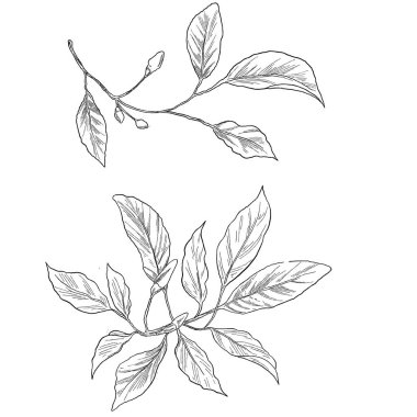 Zarif el yapımı yasemin çiçeği çizimi. Çiçek tasarımları, parfüm markaları ya da doğadan esinlenilmiş projeler için mükemmel.