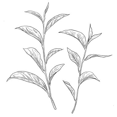 Detaylı yaprak ve tomurcuklara sahip el yapımı çay fabrikası çizimi, botanik tasarımlar, markalaşma veya çayla ilgili projeler için mükemmel. Doğal, organik ve bitkisel temalar için ideal.