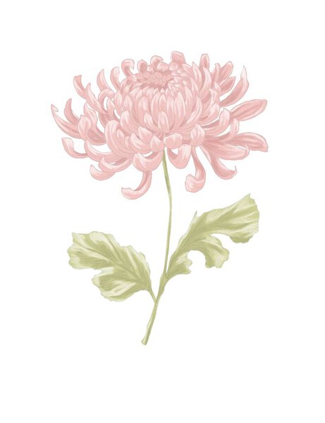 Digital painting of chrysanthemum flower