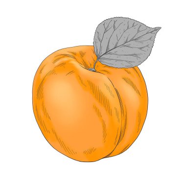 Kayısı renkli el resmi