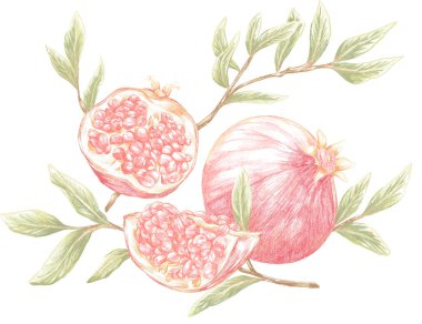 Kırmızı ve yeşil elma meyvelerinin suluboya çizimi